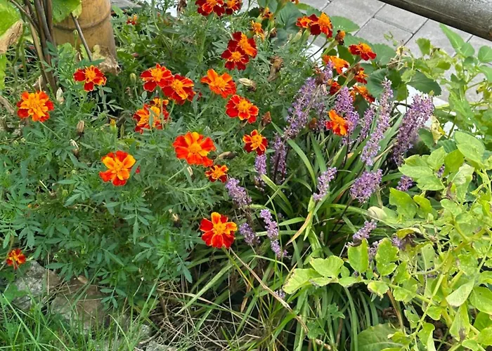 Diamanthaus Deluxe 7